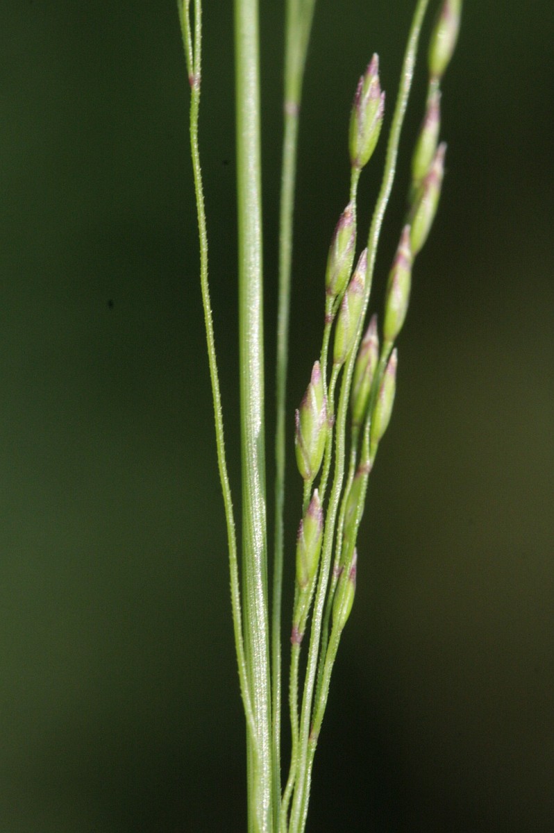 Poa palustris, Swamp Meadowgrass